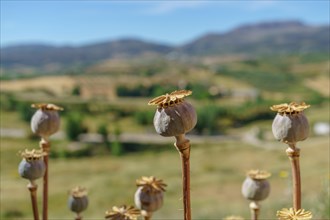 Close-up of opium poppy