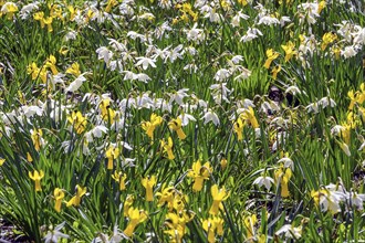 Cyclamen-flowered daffodils