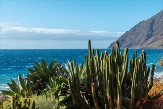Beautiful cactus in the bay of Las Playas on the island of El Hierro