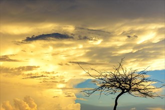 Silhouette of dry tree during sunset with big clouds in the background