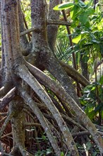 Roots and vegetation typical of common mangroves in Brazil's tropical ecosystem