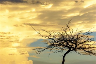 Silhouette of dry tree branches during sunset with big clouds in the background