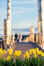 Yellow Tulips and Bridge in Marina
