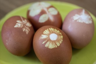 Four Easter eggs coloured with onion skins and flowers on a plate