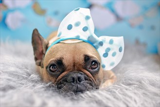 Cute fawn French Bulldog dog with big ribbon on head lying on fur blanket in front of blurry blue background