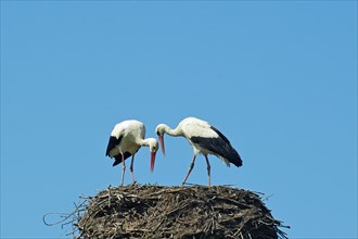 Storks on eyrie during courtship display