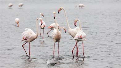 Flamingos
