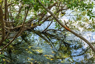 Mangrove vegetation with its roots contented and immersed in water