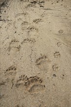 Bear tracks in Kukak Bay