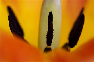 Pistil and stamens in a tulip
