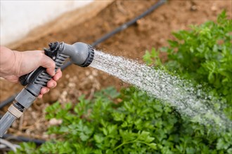 Woman's hand watering parsley in her home garden