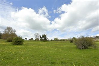 Meadow primrose