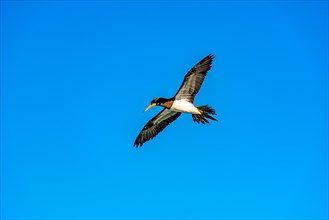 Seabird with its wings open during flight on a sunny day with blue sky in Rio de Janeiro