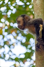 Young black Capouchin monkey climbing on a tree in the rainforest of Rio de Janeiro