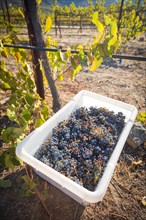 Grape bushels in crates during vineyard harvest