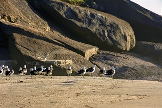 Seagulls resting on the sand at Devil beach in Ipanema in Rio de Janeiro