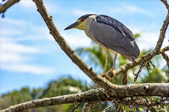 Black-crowned Night-Heron perched on a tree on the coast of Rio de Janeiro on a sunny day