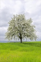 Flowering pear tree