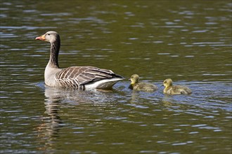 Greylag geese