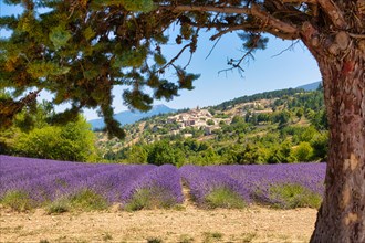 View over lavender fields on Aurel