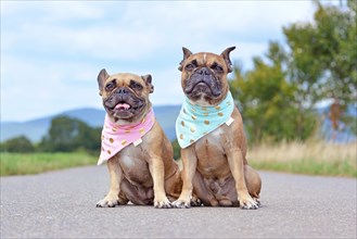 Tow similar looking brown French Bulldogs sitting next to each other wearing matching baby blue and baby pink neckerchiefs