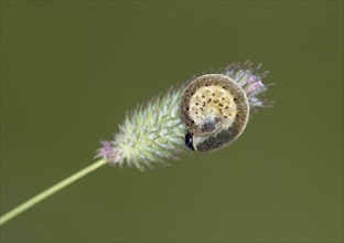 Caterpillar of an owlet moth
