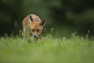 Red fox