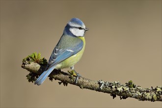 Blue Tit