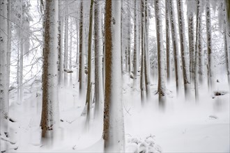 Winter landscape of a forest in the Kalkalpen National Park