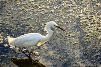 Young white heron walking through the waters and vegetation of a lake at afternoon
