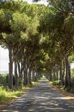Avenue of pines