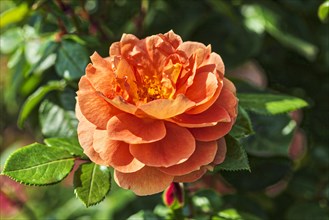 Austrian copper rose