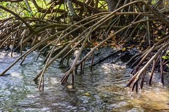 Dense vegetation in the tropical mangrove forest with its roots meeting the sea water with the rivers and lakes of Brazil