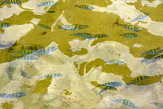 School of small fish swimming in the clean waters of the tropical beaches of Trindade in the southern coast of the state of Rio de Janeiro