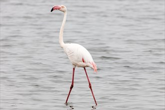 Flamingos