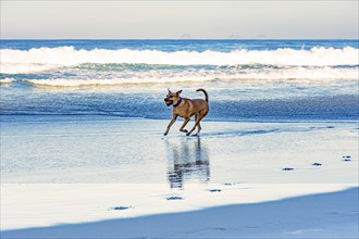 Cur dog running with ball in mouth on the sands of Ipanema beach in Rio de Janeiro