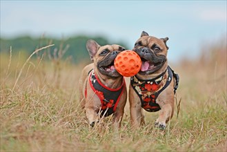 Action shot of two brown French Bulldog dogs with matching clothes running towards camera while holding ball toy together in their muzzles