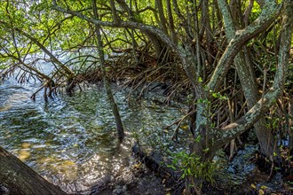 Dense aquatic vegetation typical of mangroves with their gnarled branches and roots sticking out of the water