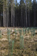 Young pine seedlings with tree guard during afforestation