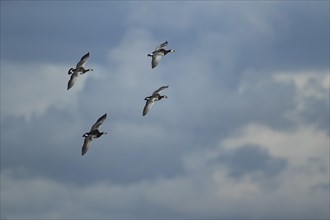 Barnacle goose