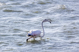 Flamingos
