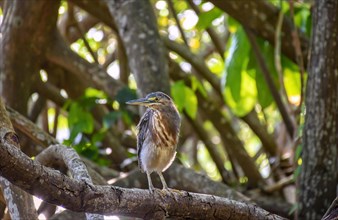 Small wild bird perched on the natural and preserved mangrove vegetation at the edge of a pond in Brazil