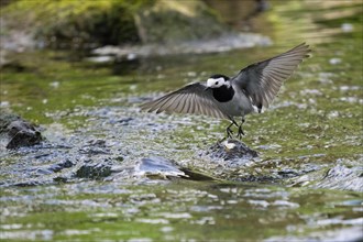 White wagtail