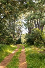 Footpath in the Natural Park of La Llania in El Hierro