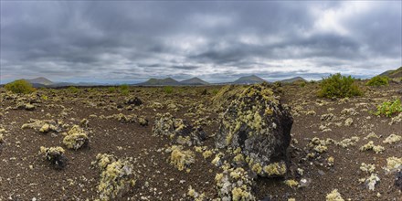 Lichen-covered lava field