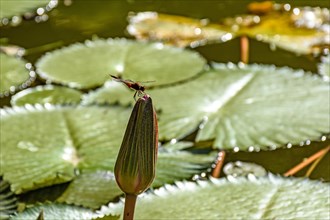 Dragonfly perched on typical Amazonian aquatic plant about to bloom