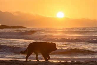Golden Retriever paced to sunrise on the sand of Devil's beach in Ipanema