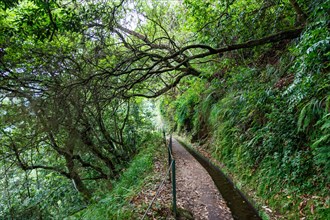 Hiking Trail along the Levada do Rei Hiking Hiking on Madeira Island