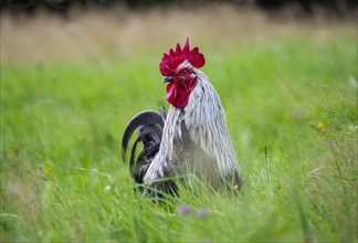 A free range rooster outside in the field. Bavaria