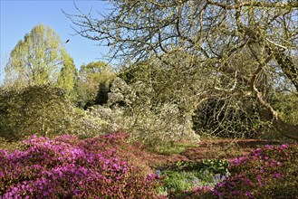 Blossom splendour in the paradise of the Berggarten Hanover